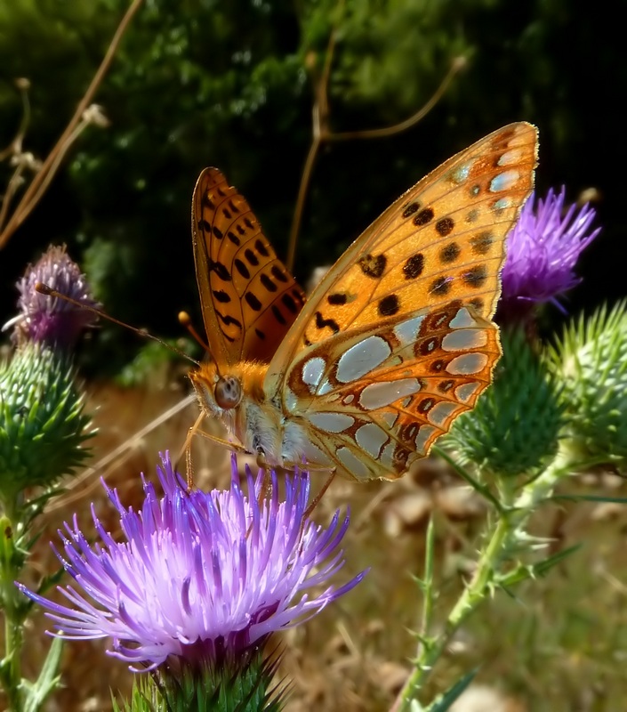 Farfalle di Settembre